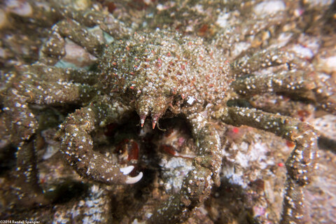 Loxorhynchus grandis (Sheep Crab)