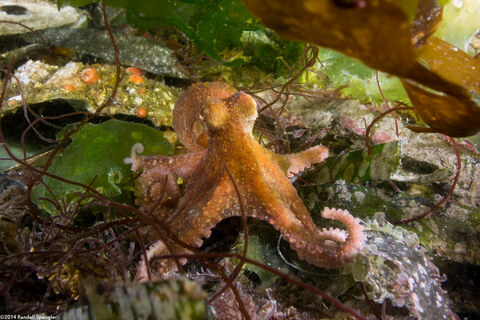 Octopus rubescens (Red Octopus)