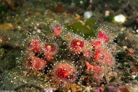 Corynactis californica (Club-Tipped Anemone)