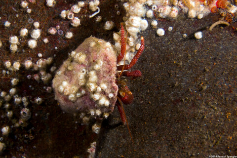 Pagurus hemphilli (Maroon Hermit Crab)