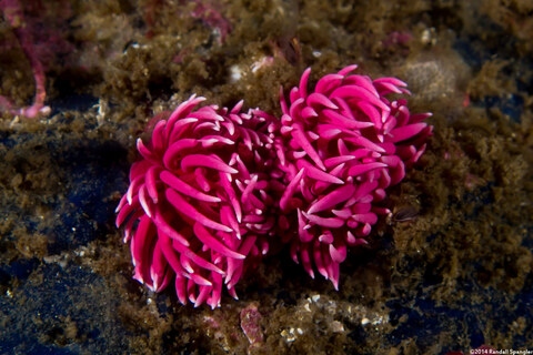 Okenia rosacea (Hopkins' Rose Nudibranch)