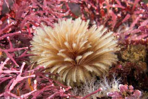 Eudistylia polymorpha (Feather Duster Worm)
