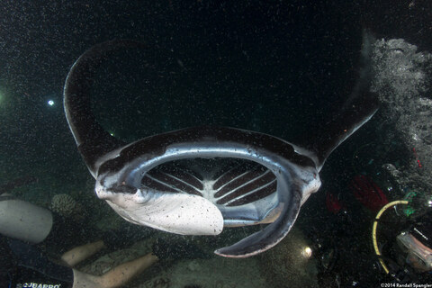 Mobula alfredi (Coastal Manta Ray)