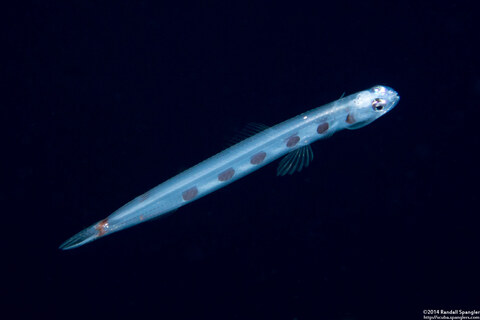 Trachinocephalus myops (Snakefish)