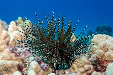 Echinothrix calamaris (Double-Spined Urchin)
