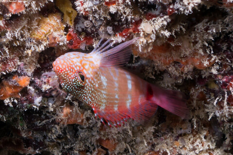 Cirrhitops fasciatus (Redbarred Hawkfish)