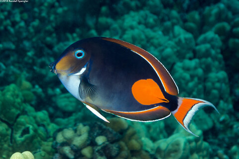 Acanthurus achilles (Achilles Tang)