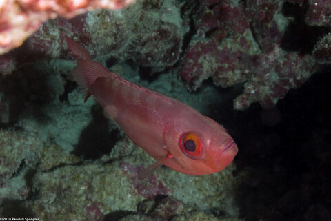 Heteropriacanthus cruentatus (Glasseye)