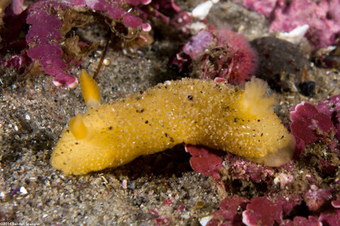 Doris montereyensis (Monterey Dorid)