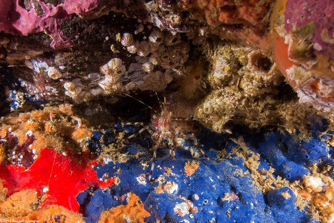 Acanthancora cyanocrypta (Cobalt Sponge)