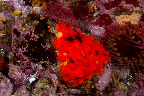 Acarnus erithacus (Red Volcano Sponge)