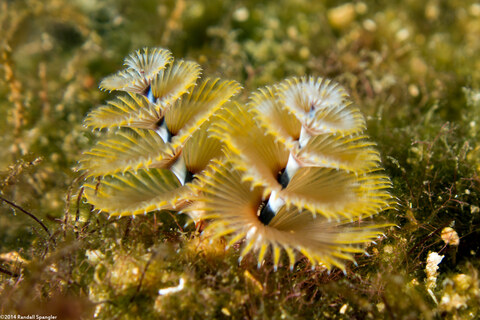 Spirobranchus giganteus (Christmas Tree Worm)