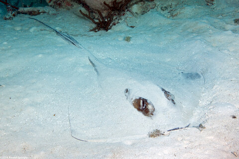 Hypanus americanus (Southern Stingray)