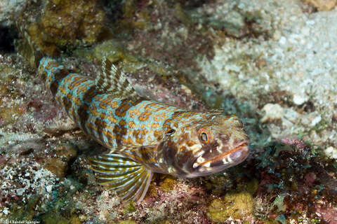 Synodus intermedius (Sand Diver)