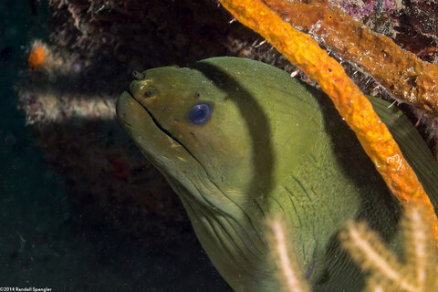 Gymnothorax funebris (Green Moray)