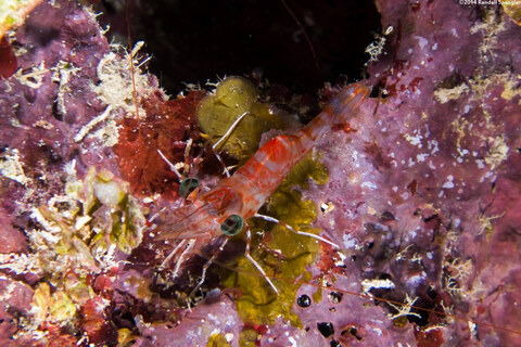 Cinetorhynchus manningi (Red Night Shrimp)