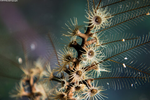 Dentitheca dendritica (Feather Bush Hydroid)
