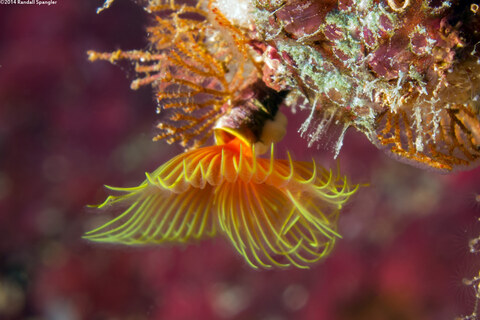 Pomatostegus stellatus (Star Horseshoe Worm)