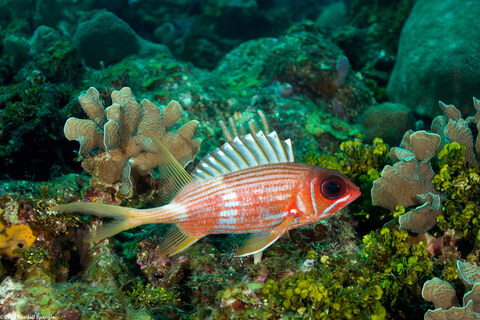 Holocentrus rufus (Longspine Squirrelfish)