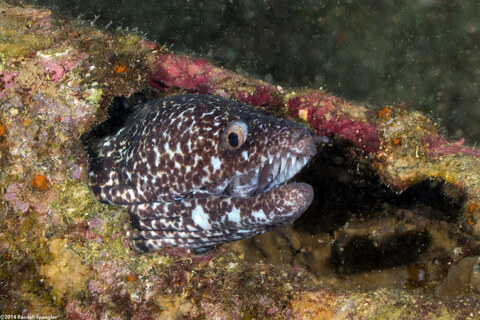 Gymnothorax moringa (Spotted Moray)