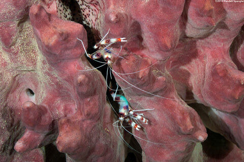 Stenopus hispidus (Banded Coral Shrimp)