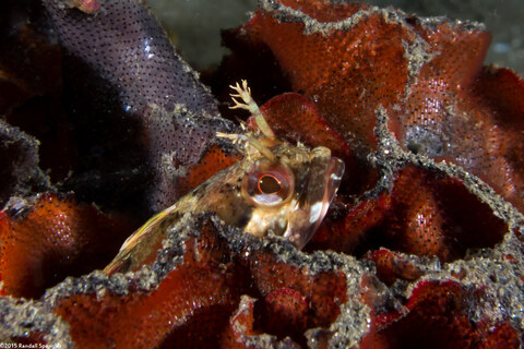 Neoclinus uninotatus (Onespot Fringehead)
