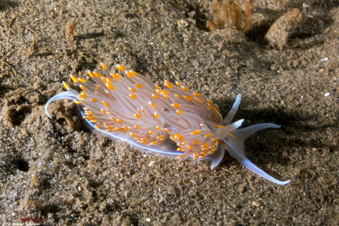 Hermissenda opalescens (Opalescent Nudibranch)
