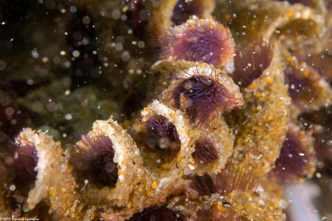 Phragmatopoma californica (Sandcastle Worm)