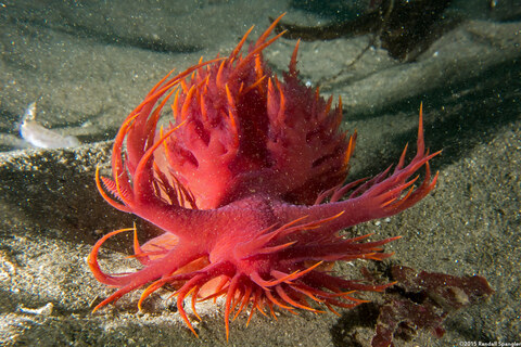 Dendronotus iris (Rainbow Dendronotus)