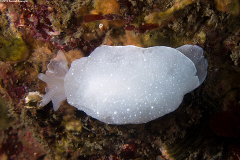 Berthella chacei (White Berthella)
