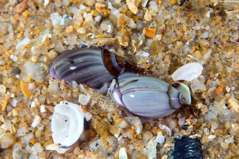 Callianax biplicata (Olive Snail)