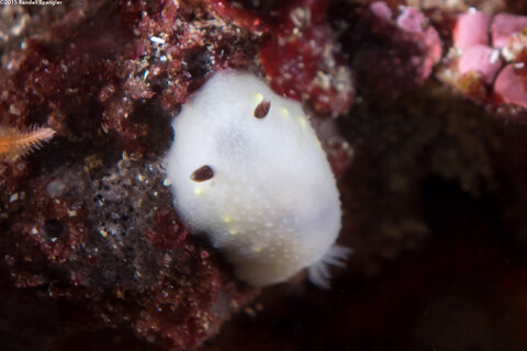 Cadlina flavomaculata (Yellow-Spot Cadlina)