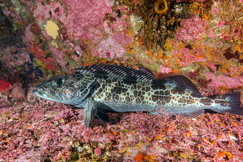 Ophiodon elongatus (Lingcod)