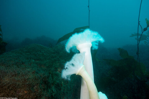 Metridium farcimen (White-Plumed Anemone)