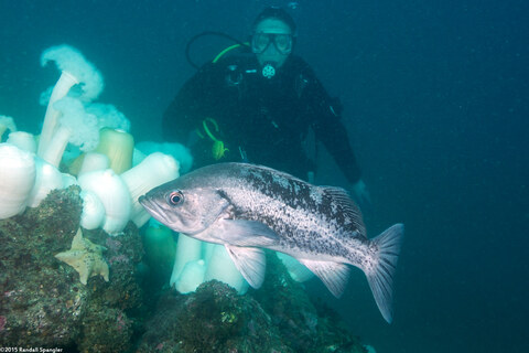 Sebastes melanops (Black Rockfish)