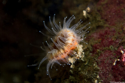 Paracyathus stearnsii (Brown Cup Coral)