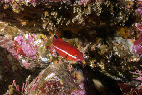 Semicossyphus pulcher (California Sheephead)