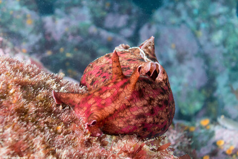 Aplysia californica (Brown Sea Hare)