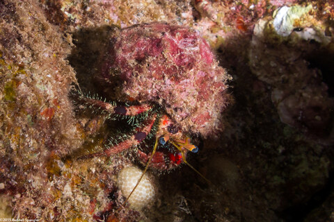 Dardanus sanguinocarpus (Bloody Hermit Crab)