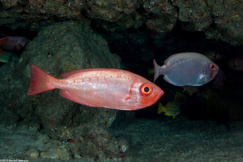Priacanthus meeki (Hawaiian Bigeye)