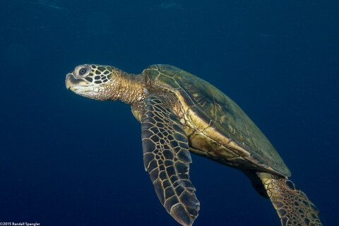 Chelonia mydas (Green Sea Turtle)