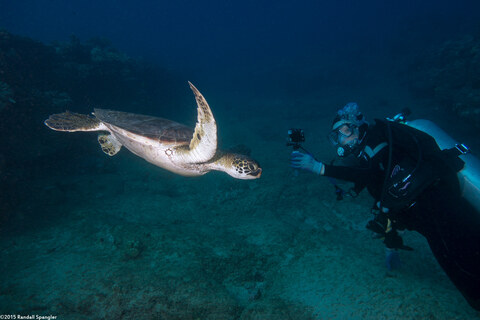 Chelonia mydas (Green Sea Turtle)