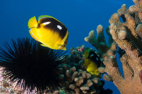 Chaetodon quadrimaculatus (Fourspot Butterflyfish)