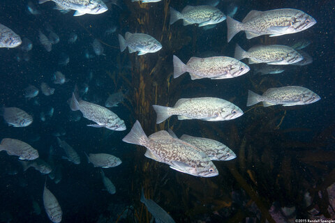 Sebastes mystinus (Blue Rockfish)