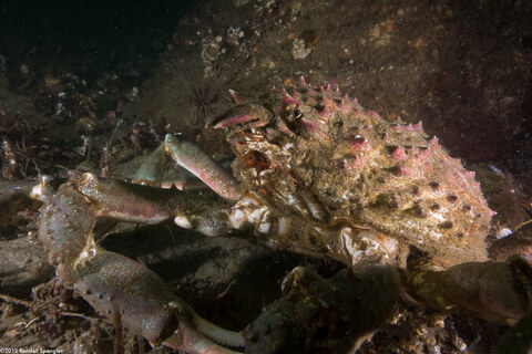 Loxorhynchus grandis (Sheep Crab)
