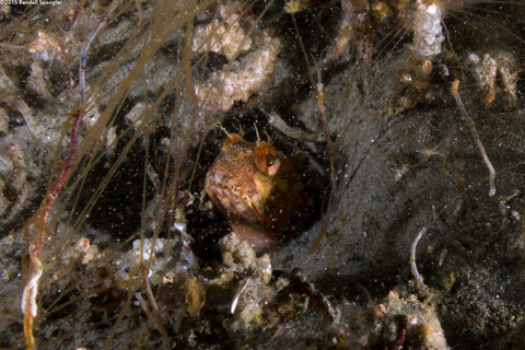 Neoclinus blanchardi (Sarcastic Fringehead)