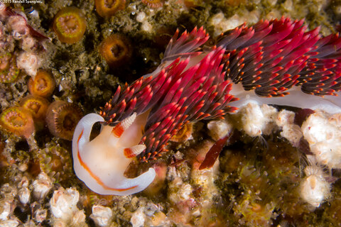 Phidiana hiltoni (Hilton's Aeolid)