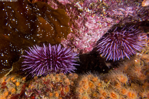 Strongylocentrotus purpuratus (Purple Sea Urchin)