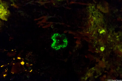 Balanophyllia elegans (Orange Cup Coral)