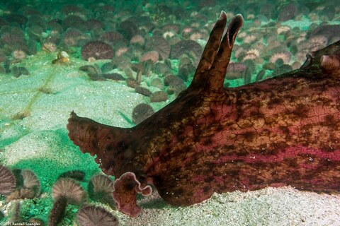 Aplysia californica (Brown Sea Hare)